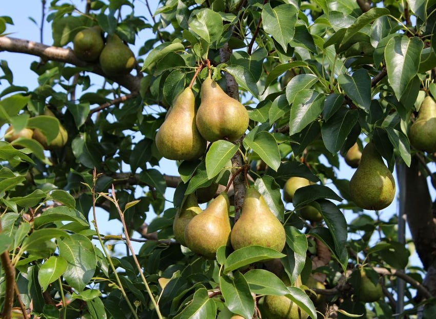 isagri-conecta-fruticultura-360-biodiversidad
