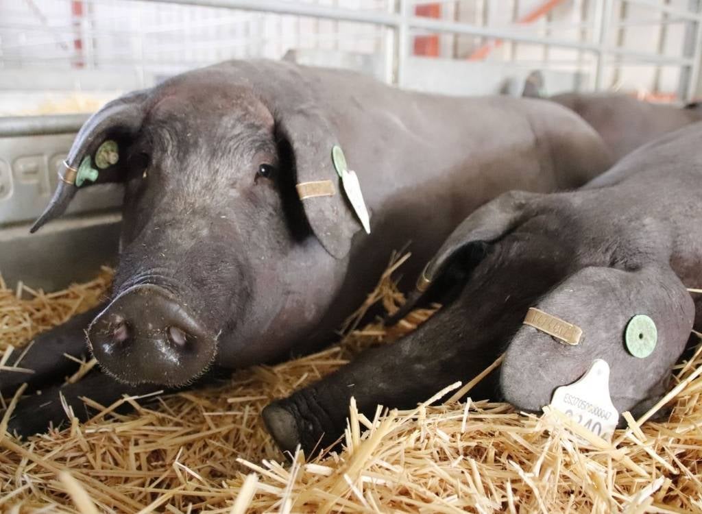 isagri-conecta-porcino-en-clave-sanidad