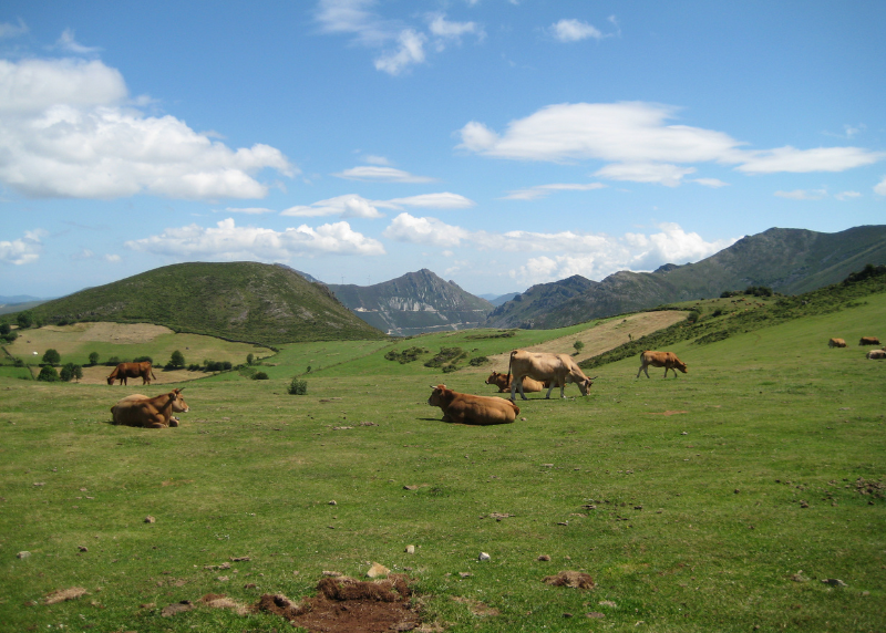 Explotacion-vacas-nodrizas